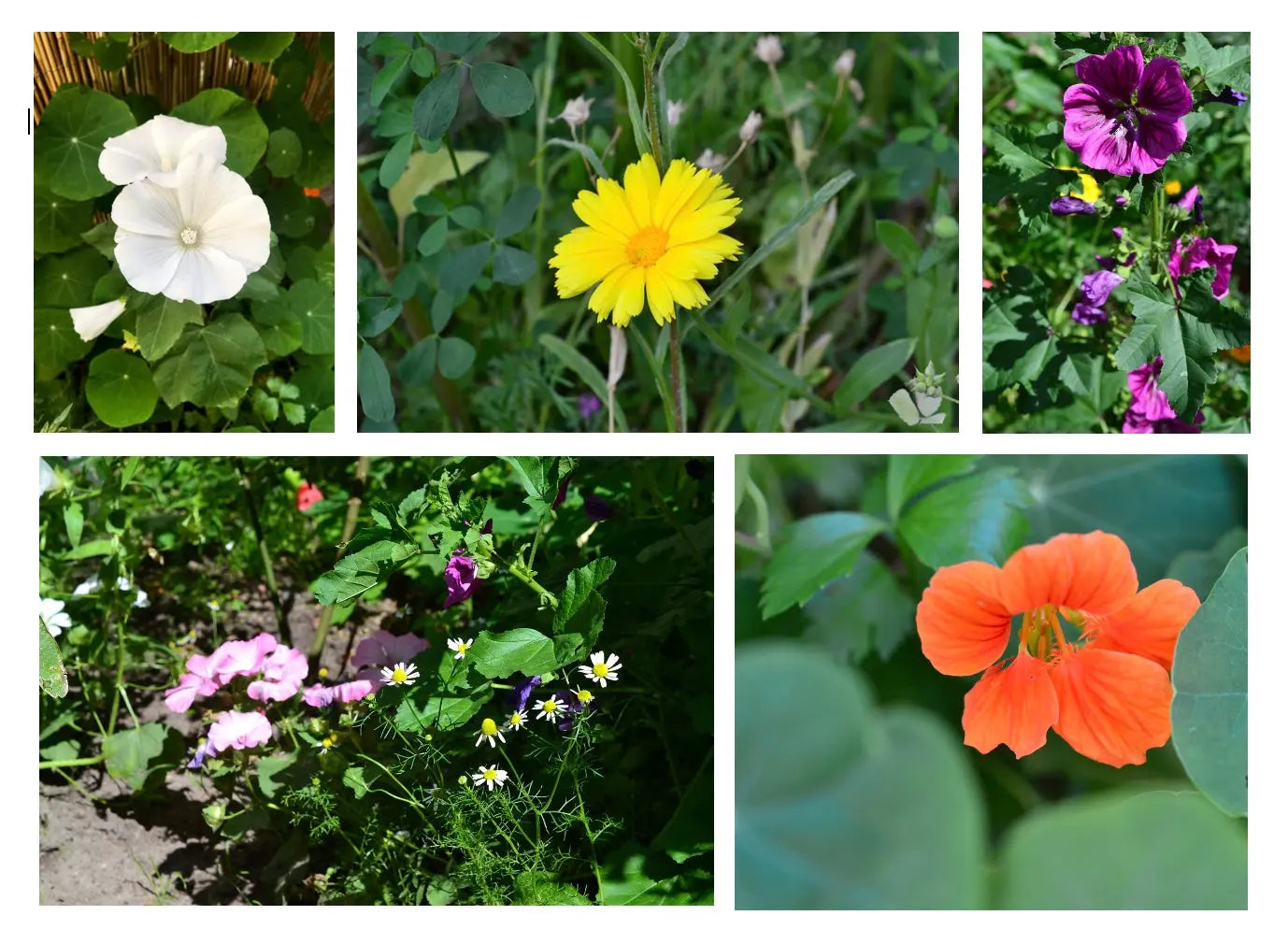 Bunte Blütenvielfalt aus einem Blumensamen Mix mit verschiedenen Sommerblumen als nachhaltiges Gastgeschenk